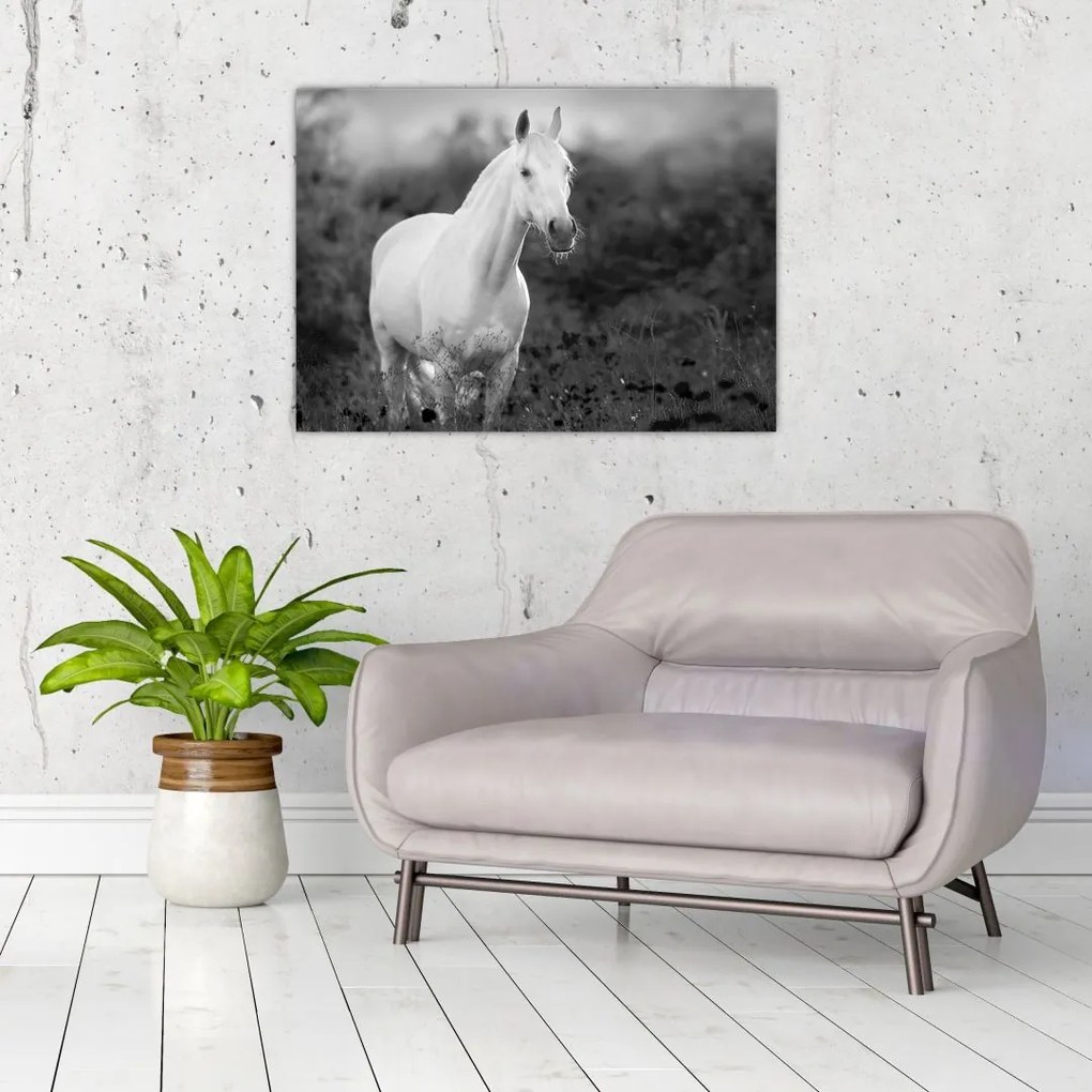 Obraz na szkle białego konia na łące, czarno - biały (70x50 cm)