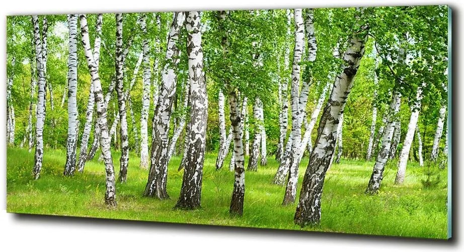 Foto obraz szkło hartowane Brzozowy las