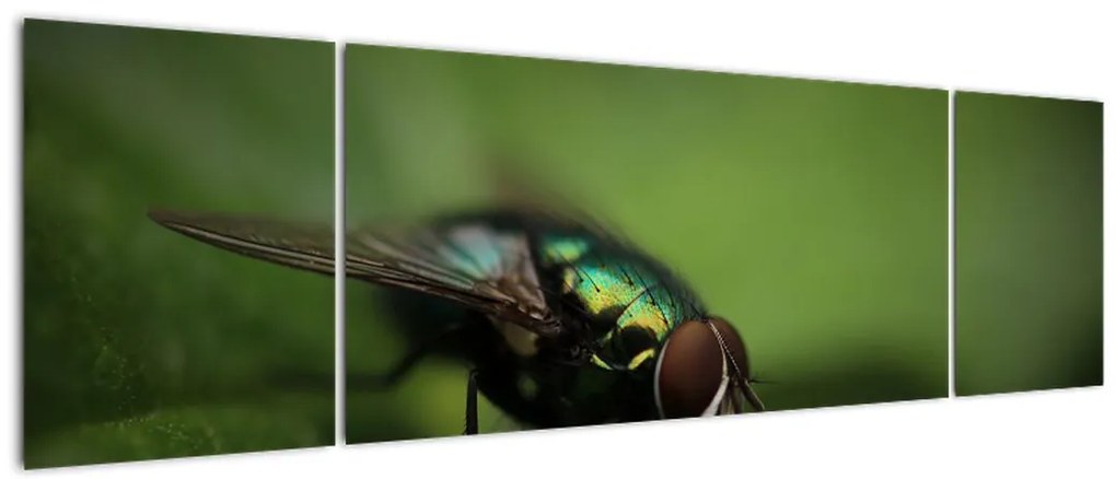 Obraz - Mucha (170x50 cm)