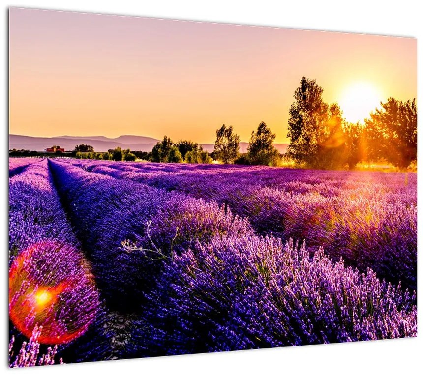 Obraz pola lawendy, Prowansja (70x50 cm)