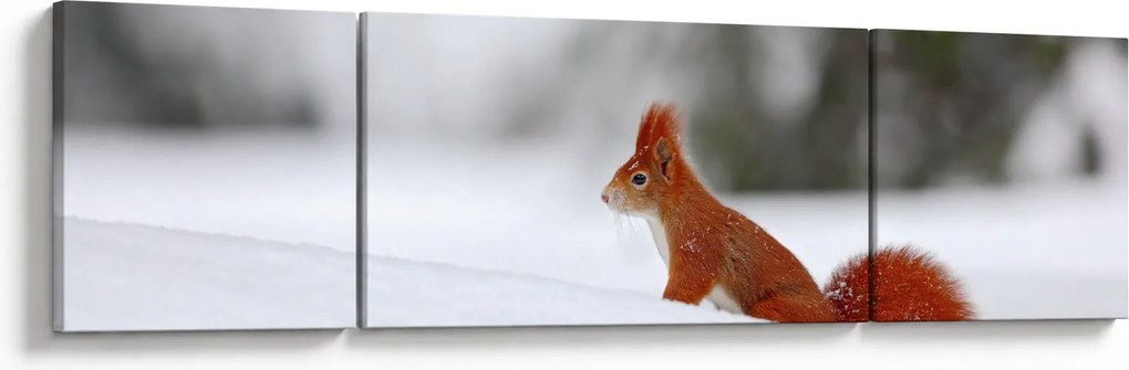 Obraz wiewiórki (170x50 cm)