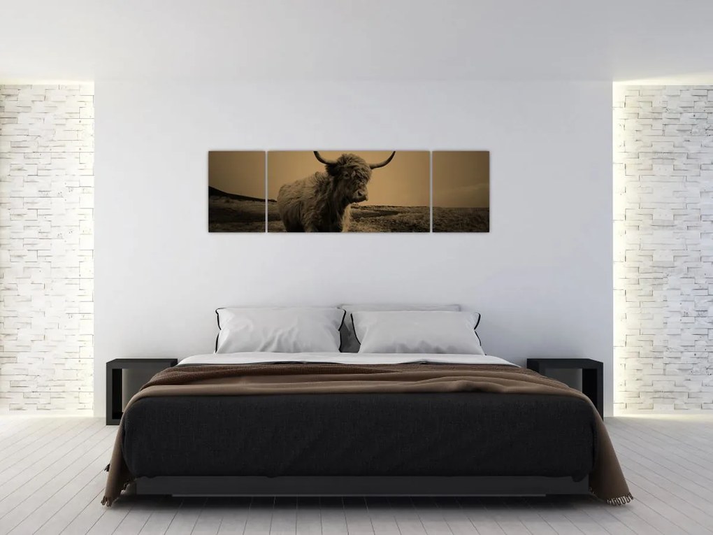 Obraz - Szkocka krowa na wolności (170x50 cm)