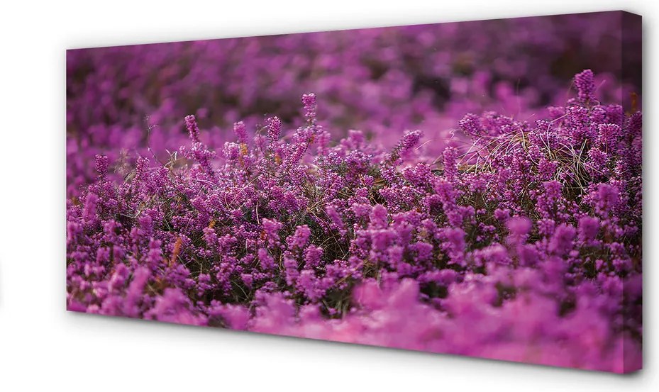 Obraz na płótnie Pole Wrzosów