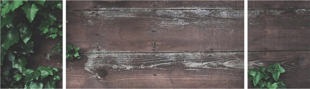 Obraz - Bluszcz (170x50 cm)
