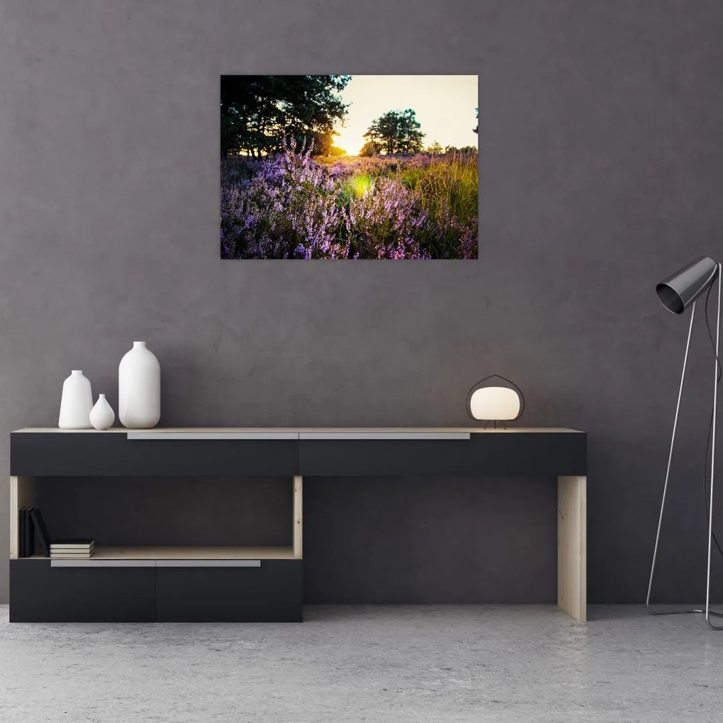 Obraz na szkle pola lawendy (70x50 cm)