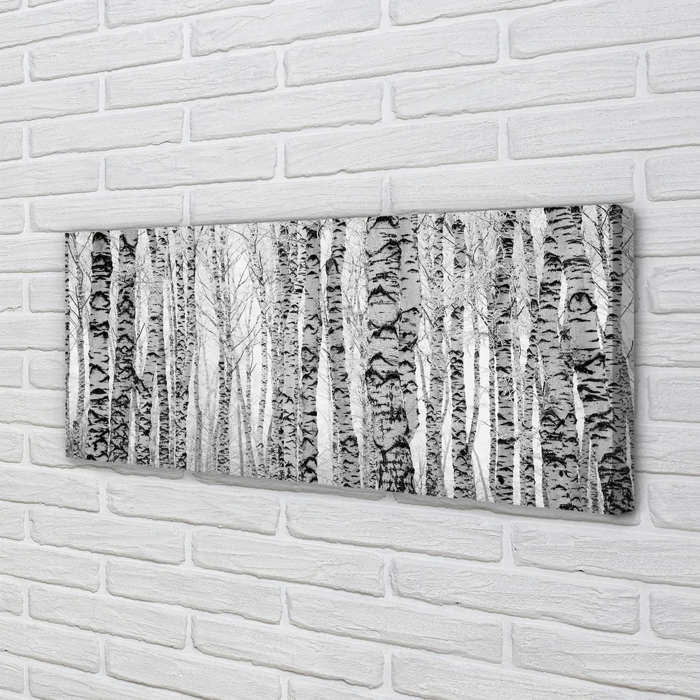 Fotoobraz na płótnie Czarno-Biały Las Brzozowy