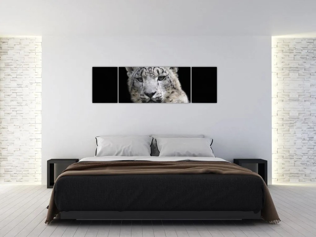 Obraz - Snow Leopard (170x50 cm)