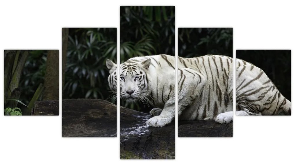 Obraz - Tygrys albinos (125x70 cm)
