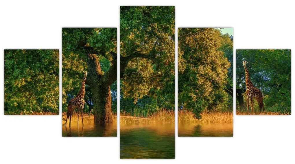 Obraz żyraf w naturze (125x70 cm)