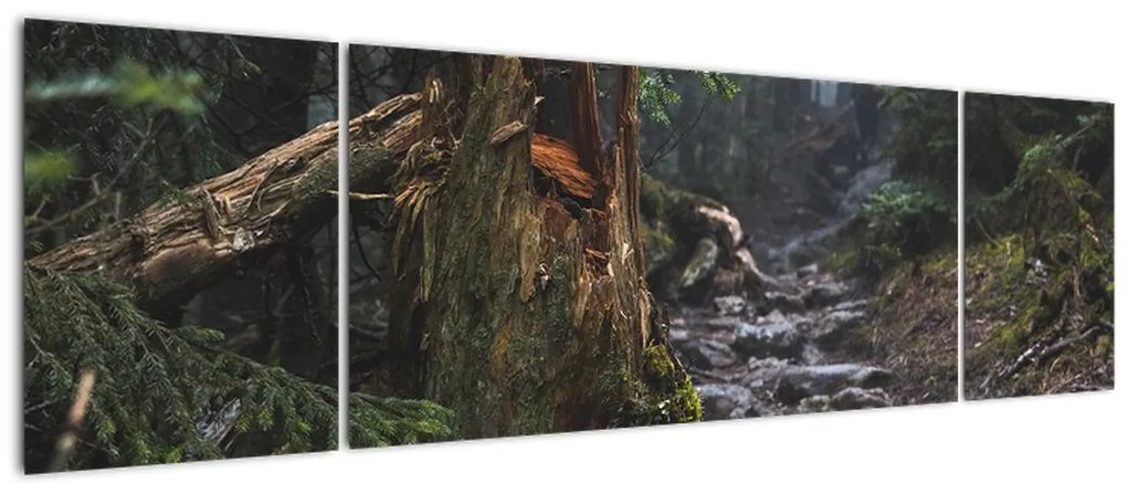 Obraz - W lesie (170x50 cm)