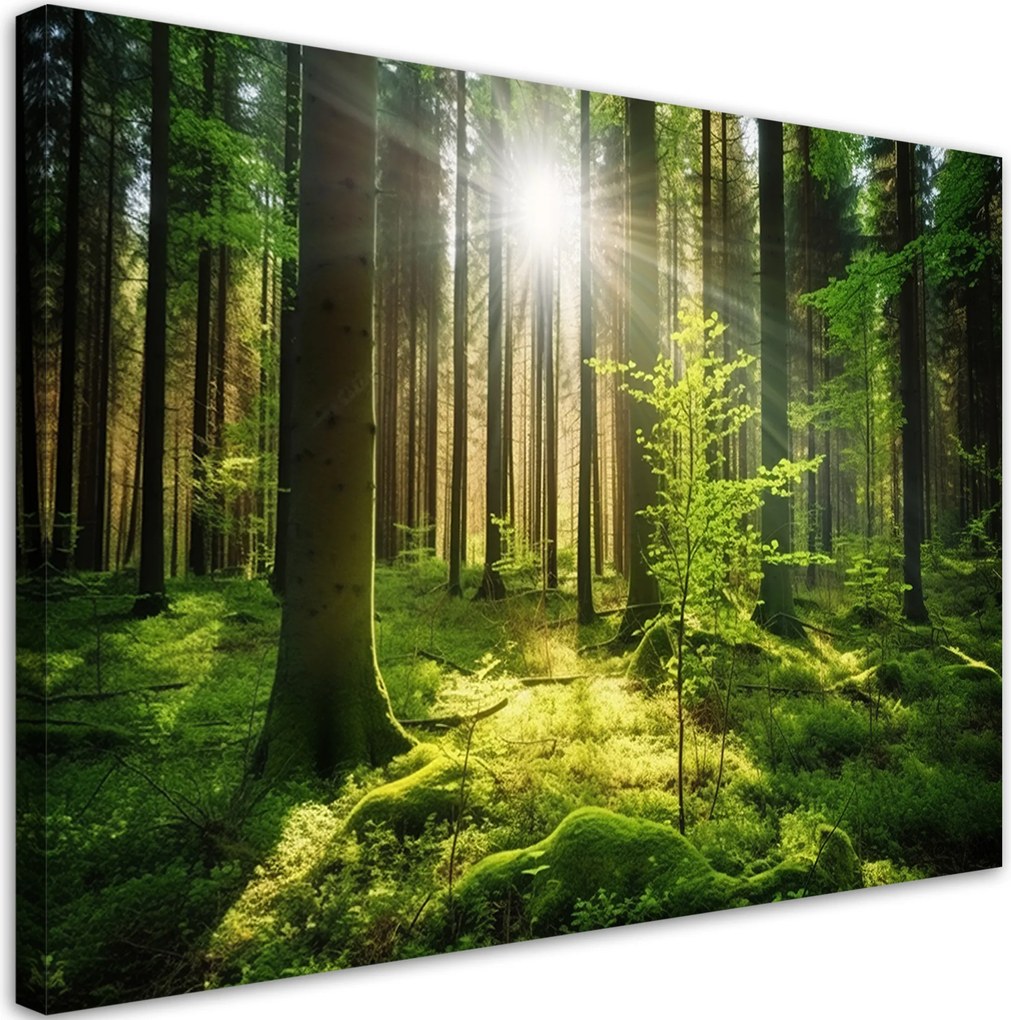 Obraz na płótnie, Las Drzewa Natura