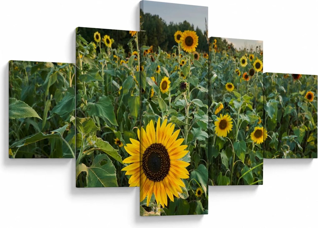 Obraz - Sunflower Field II. (125x70 cm)