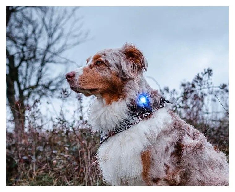 Lampka LED na obrożę Blue – Orbiloc