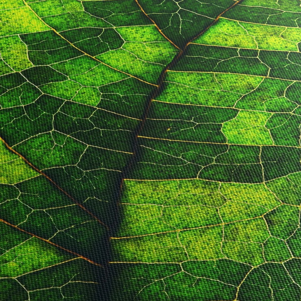 Obraz - Detal liścia (170x50 cm)