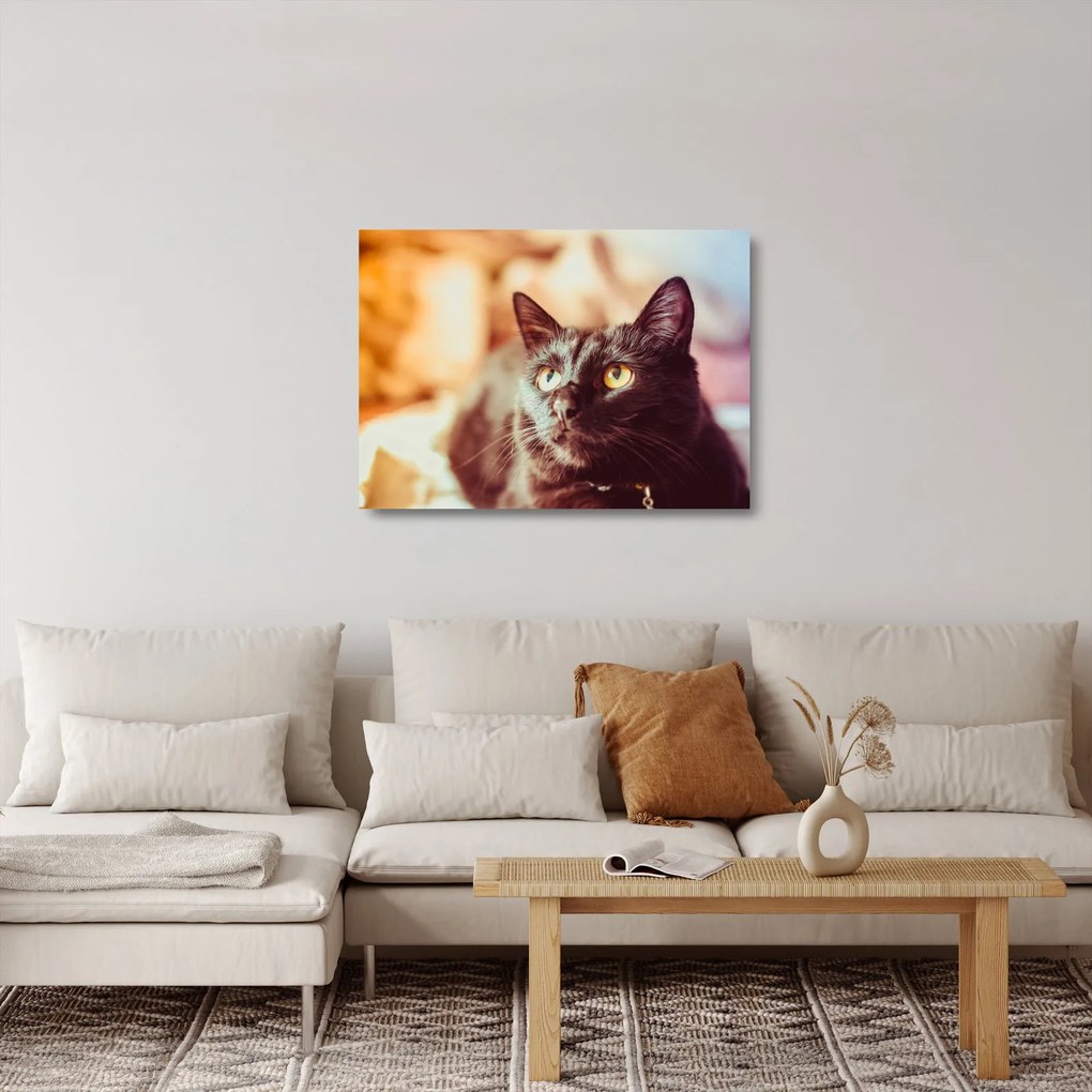 Obraz na szkle - czarny kot (70x50 cm)