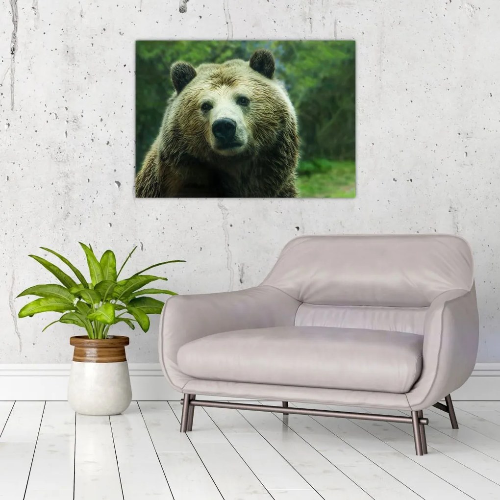 Obraz na szkle - niedźwiedź (70x50 cm)