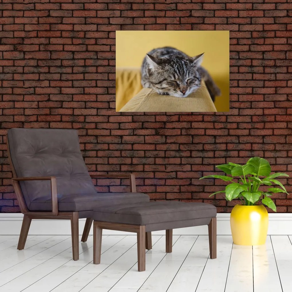 Obraz na szkle kota na kanapie (70x50 cm)