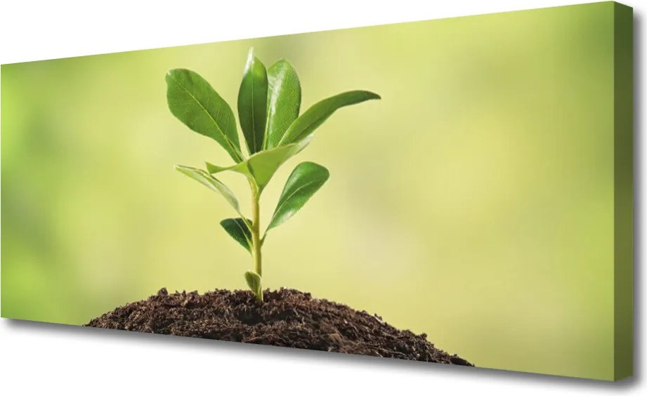 Obraz na płótnie Narodziny Życia: Młody Pęd