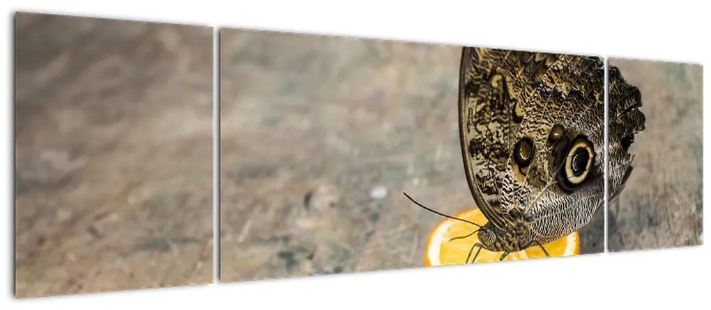 Obraz motyla (170x50 cm)