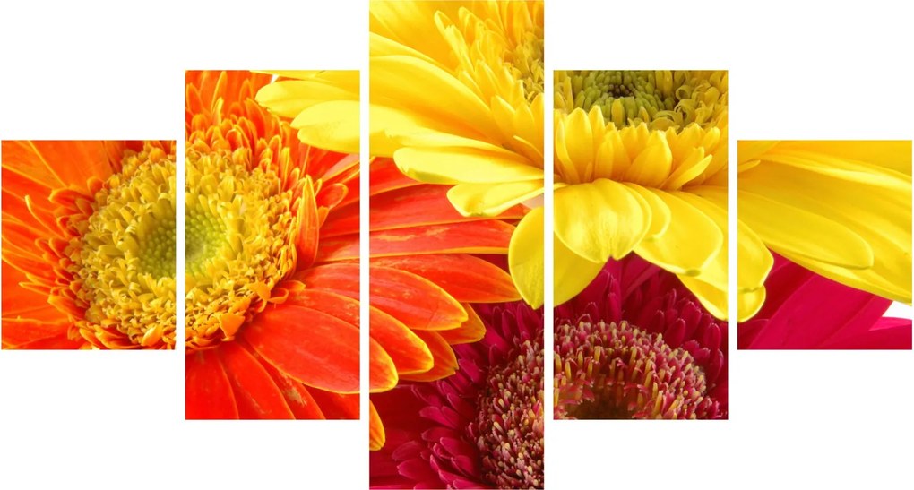 Obraz - Kwiaty Gerbery (125x70 cm)