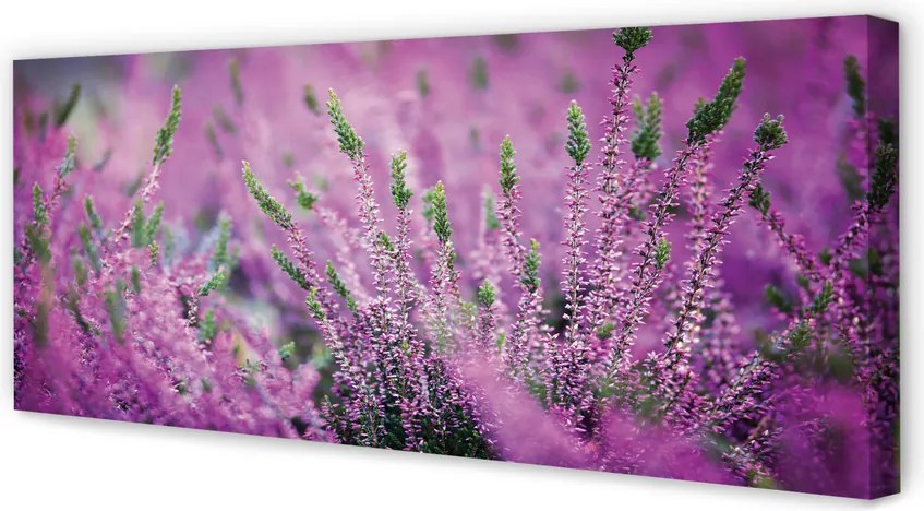 Duży obraz na płótnie Pole Wrzosów