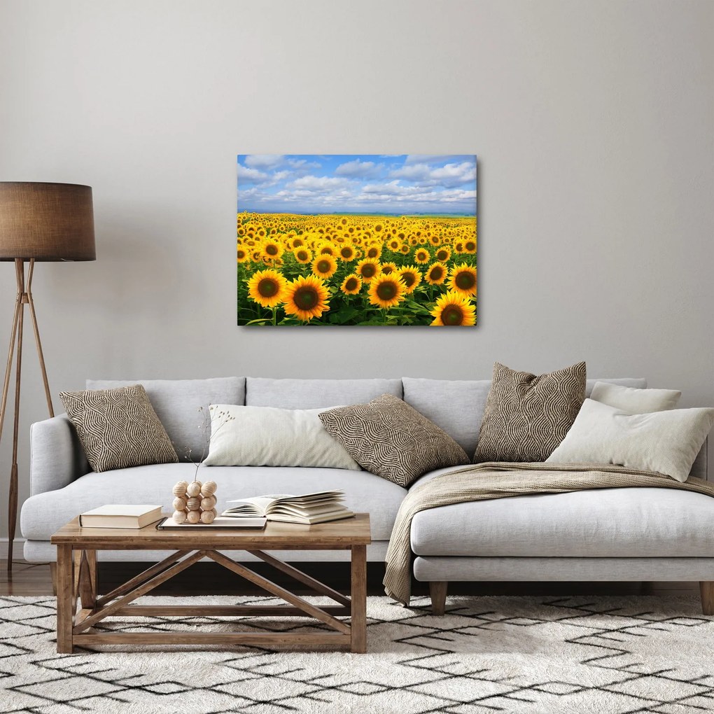 Obraz pola słoneczników (70x50 cm)