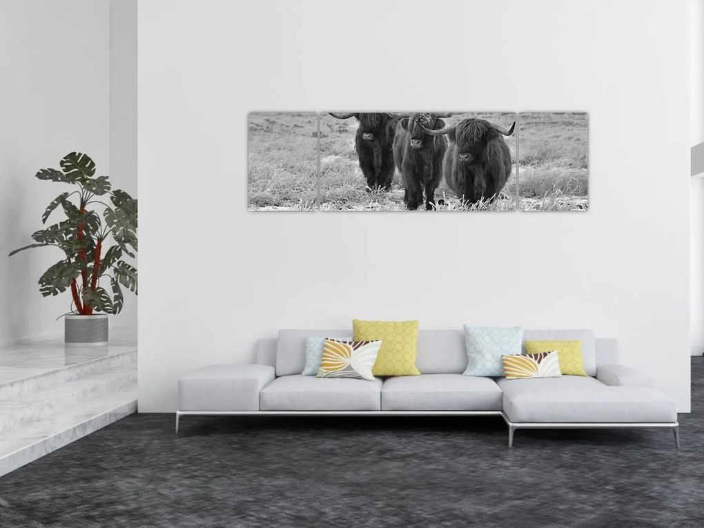 Obraz - Szkockie krowy (170x50 cm)