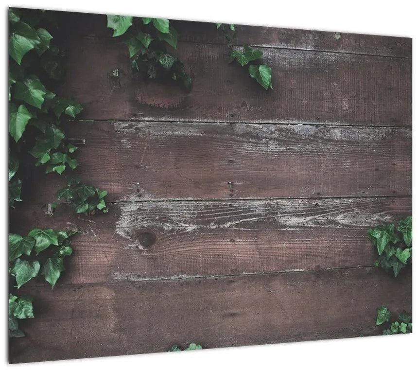 Obraz - Bluszcz (70x50 cm)