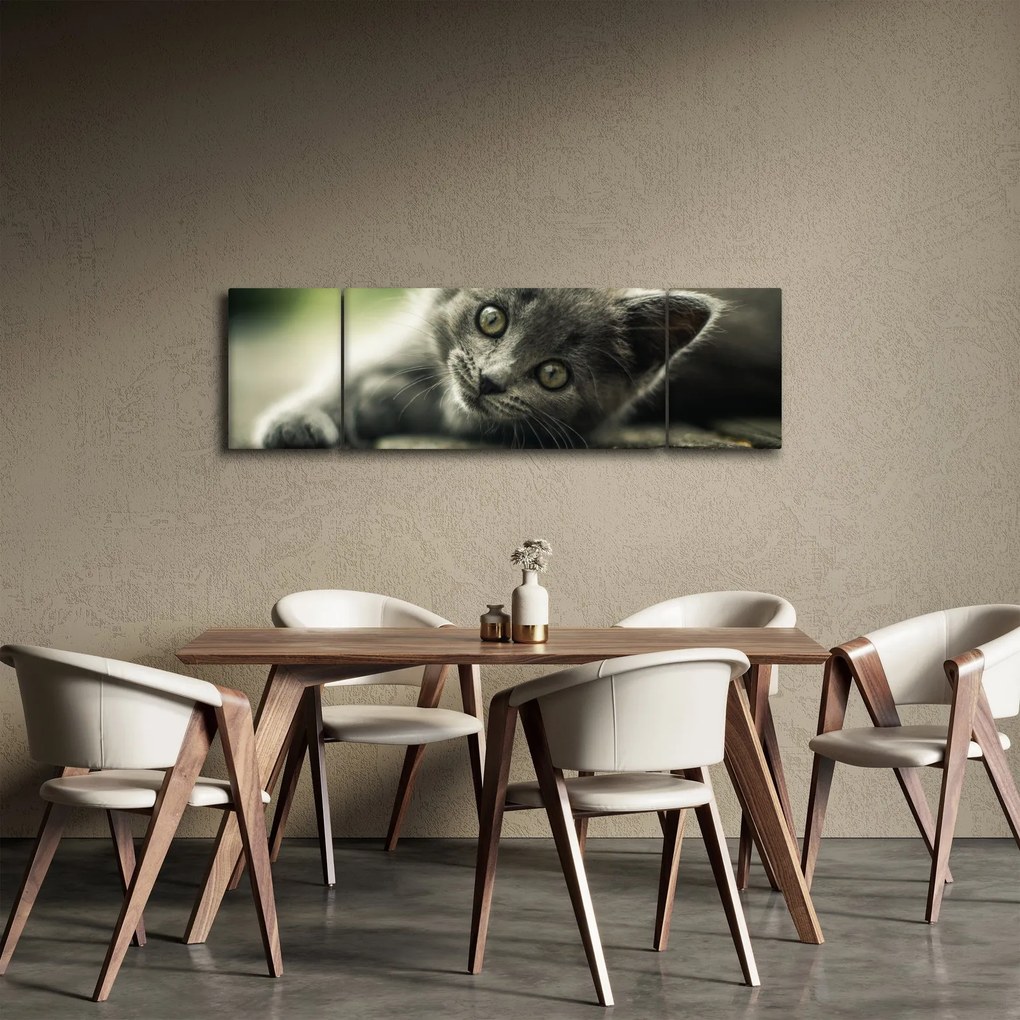 Obraz kotka (170x50 cm)