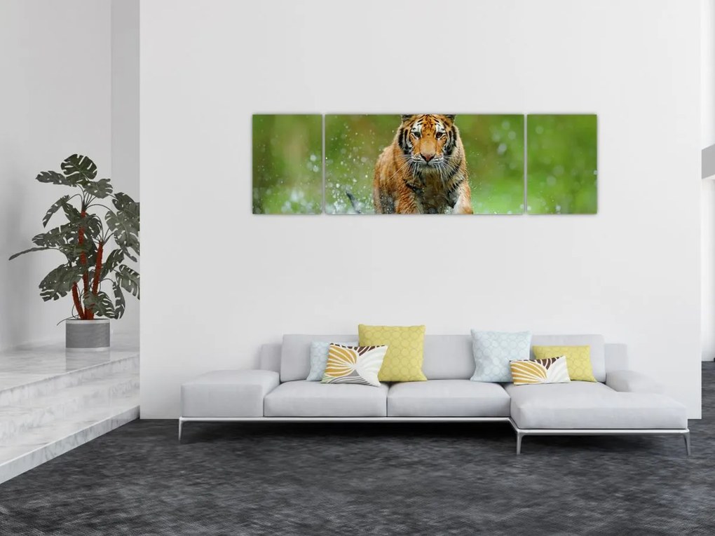 Obraz - Biegnący tygrys (170x50 cm)