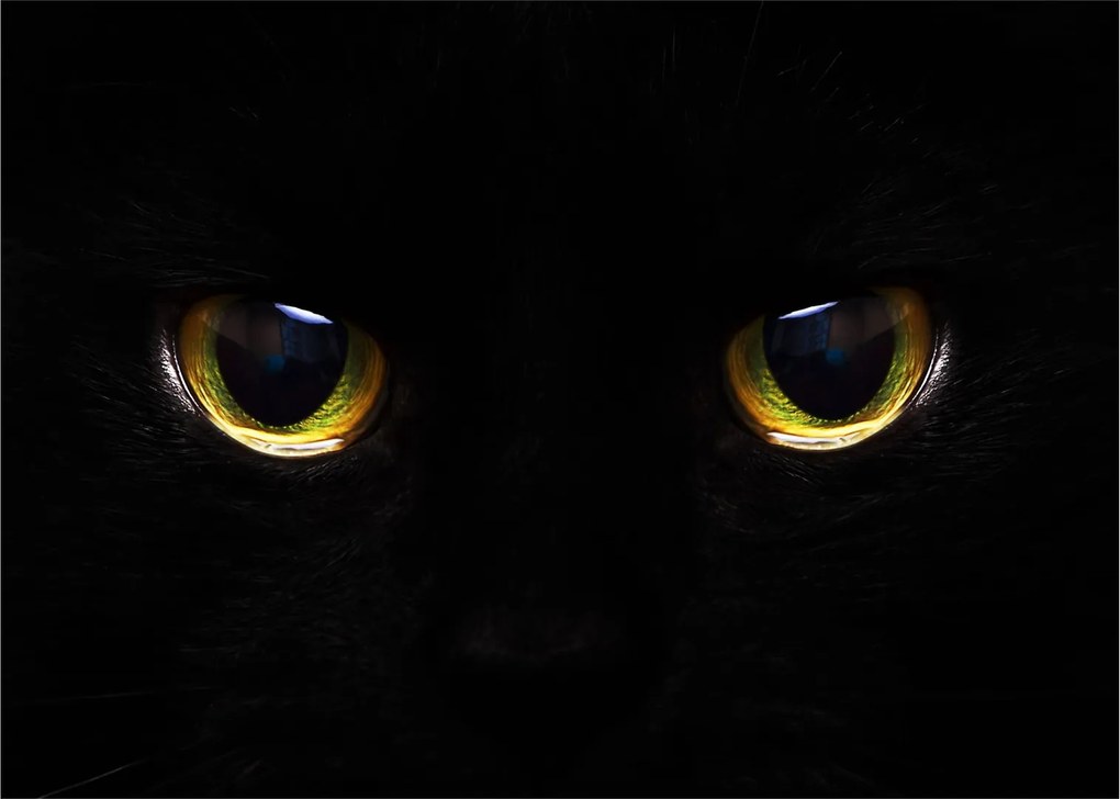 Obraz na szkle - Kocie oczy (70x50 cm)