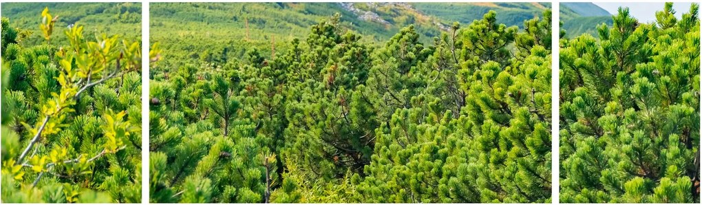Obraz - Babia Góra, Polska (170x50 cm)