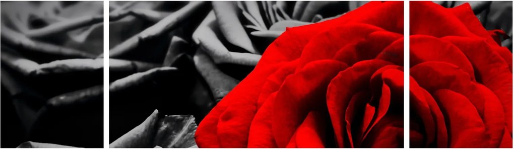 Obraz - Róże (170x50 cm)