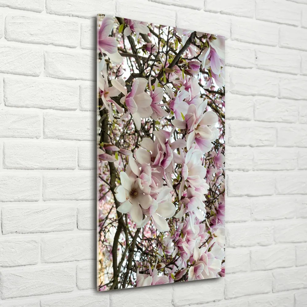 Foto obraz na szkle Kwiaty magnolii
