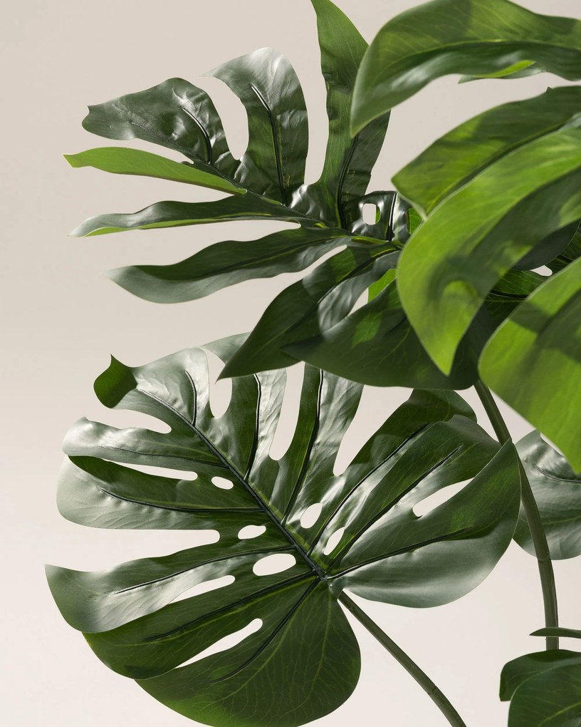 Monstera Mini w doniczce 90 cm
