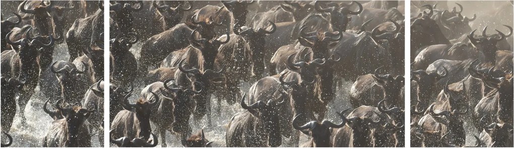 Obraz - Stado antylop gnu (170x50 cm)