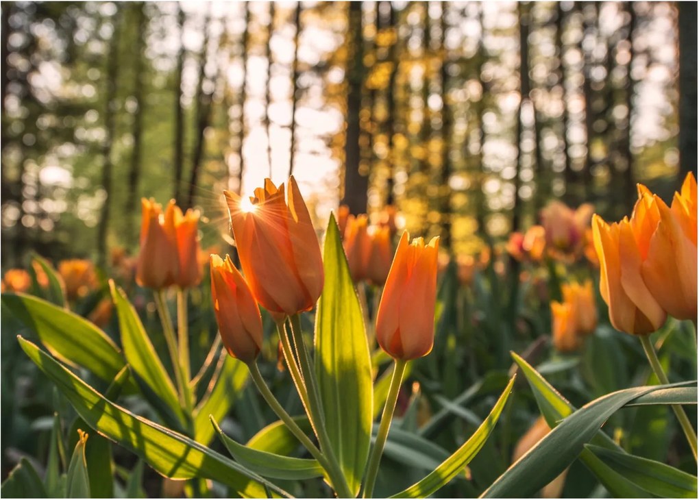 Obraz na szkle - pomarańczowe tulipany (70x50 cm)