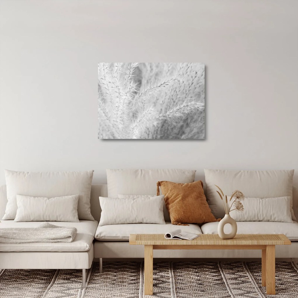Obraz na szkle - Trawa pampasowa N⁰1 (70x50 cm)
