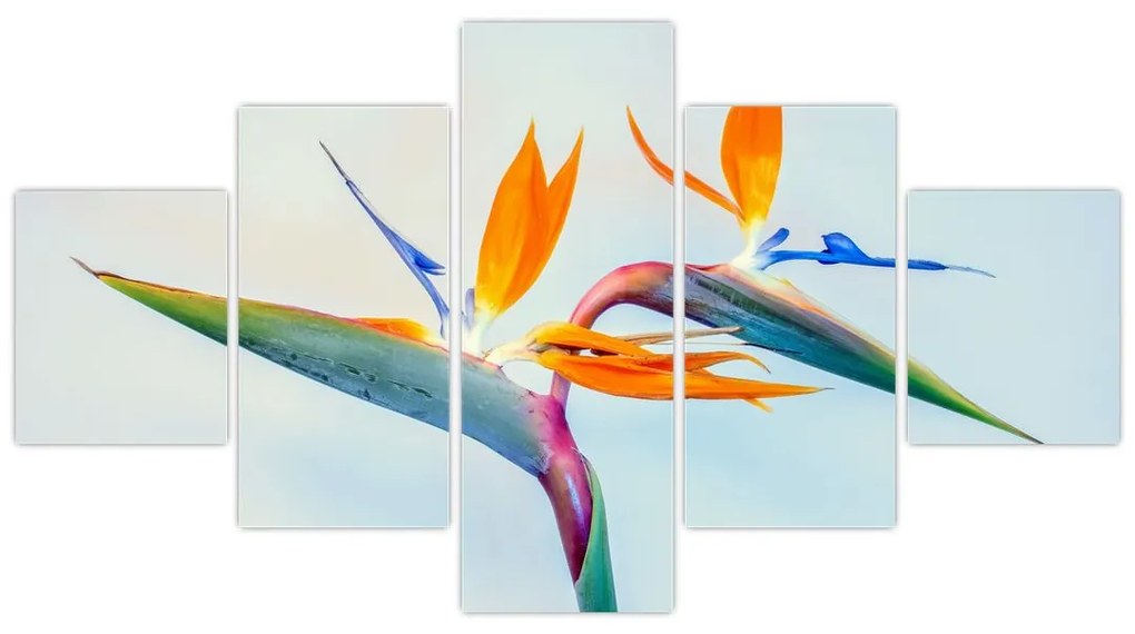 Obraz kwiatu Strelicji (125x70 cm)