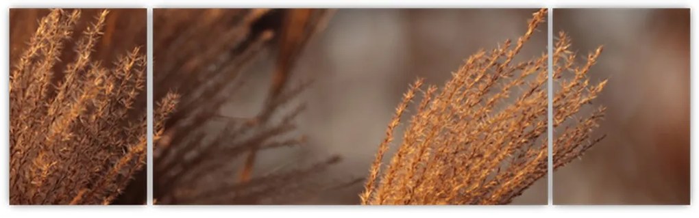 Obraz - Kortaderia (170x50 cm)