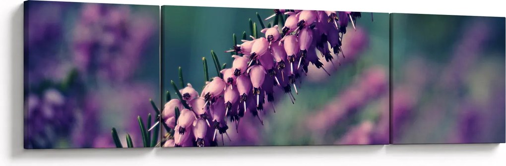 Obraz lawendy (170x50 cm)