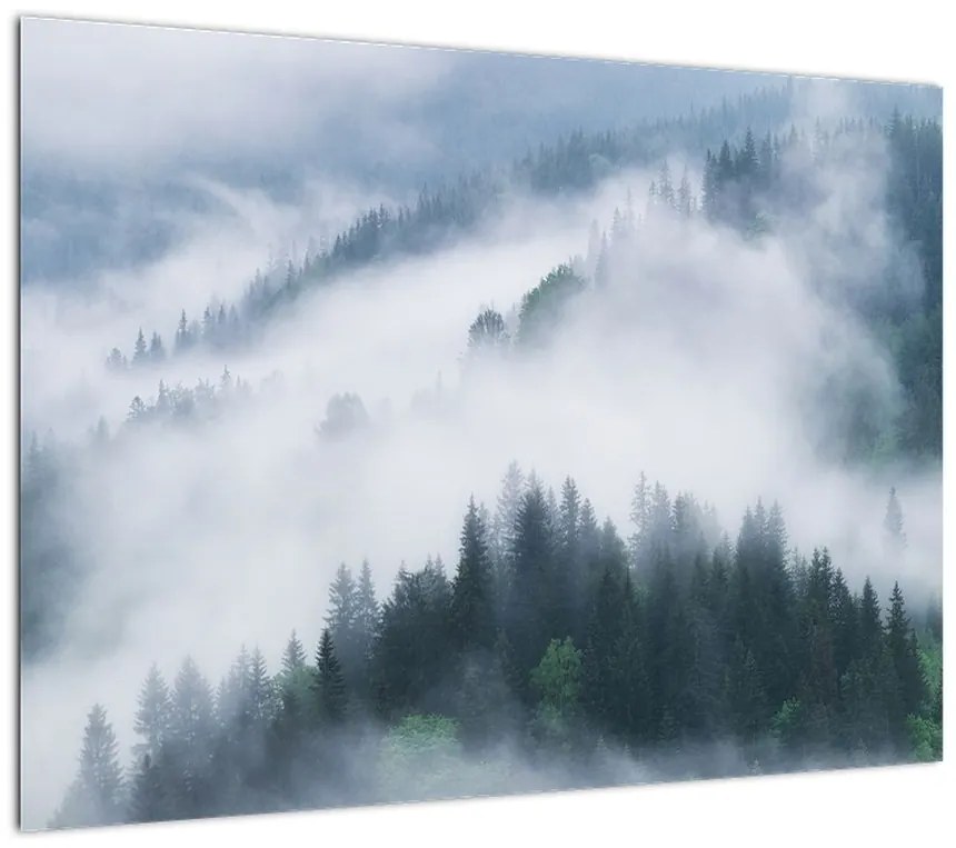 Obraz na szkle - Drzewa we mgle (70x50 cm)