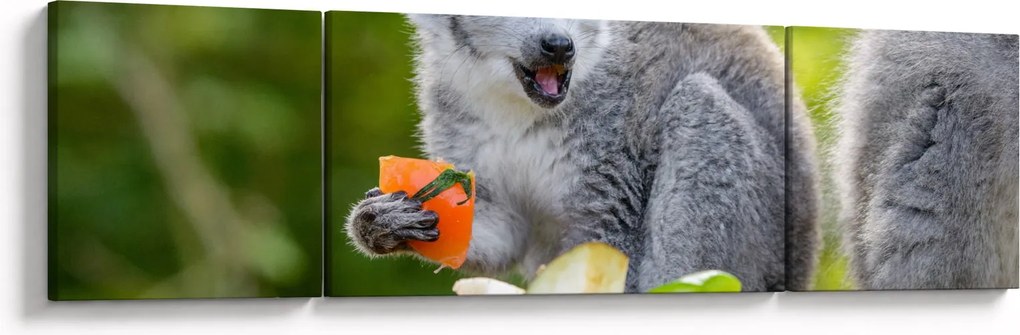 Obraz lemura (170x50 cm)