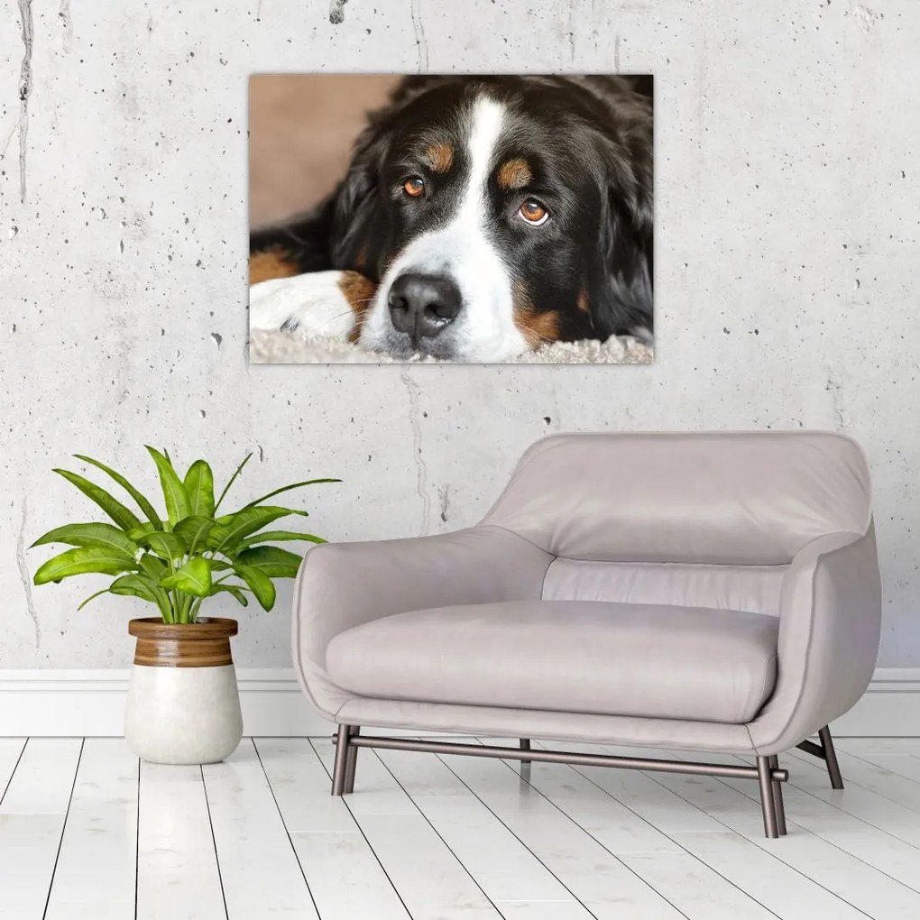 Obraz na szkle psa (70x50 cm)