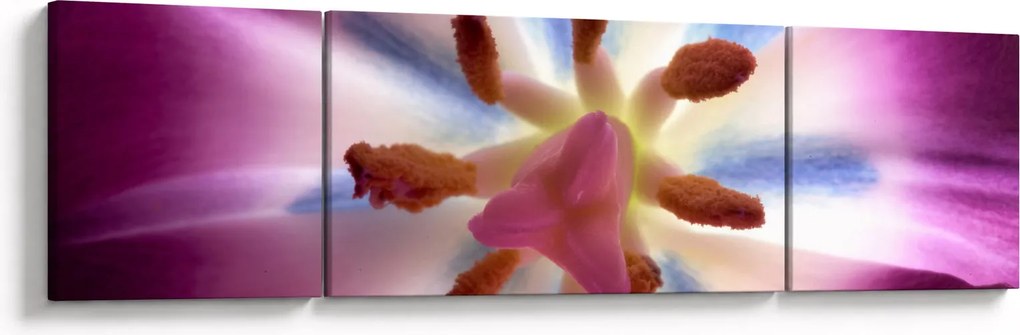 Obraz - Kwiat tulipana w szczegółach (170x50 cm)
