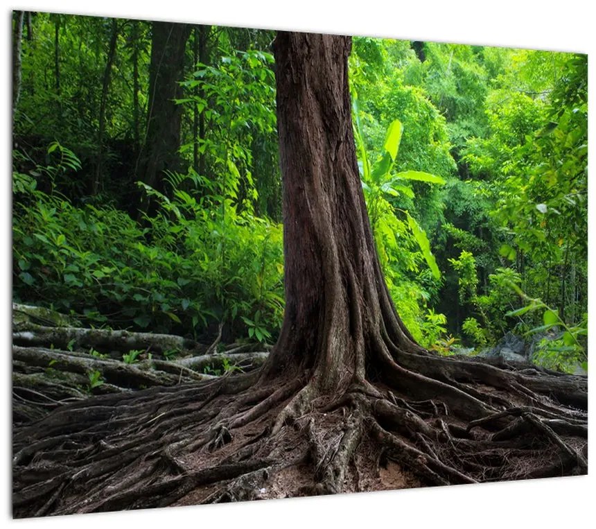 Obraz na szkle - Stare drzewo z korzeniami (70x50 cm)