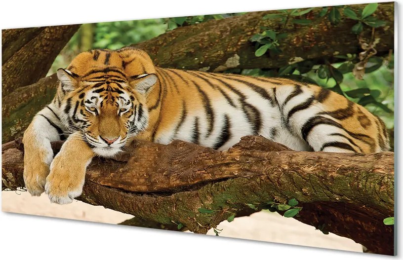 Szkło do Kuchni na Ścianę Tygrys Wspinający się na Drzewo