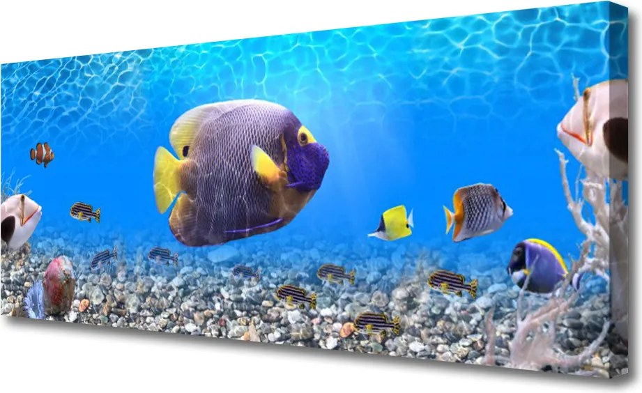 Zdjęcie na płótnie Złota Rybka w Tonii