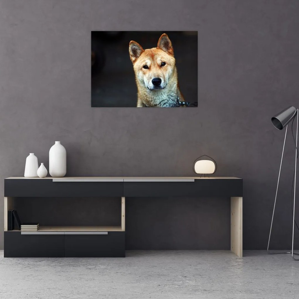 Obraz na szkle psa (70x50 cm)