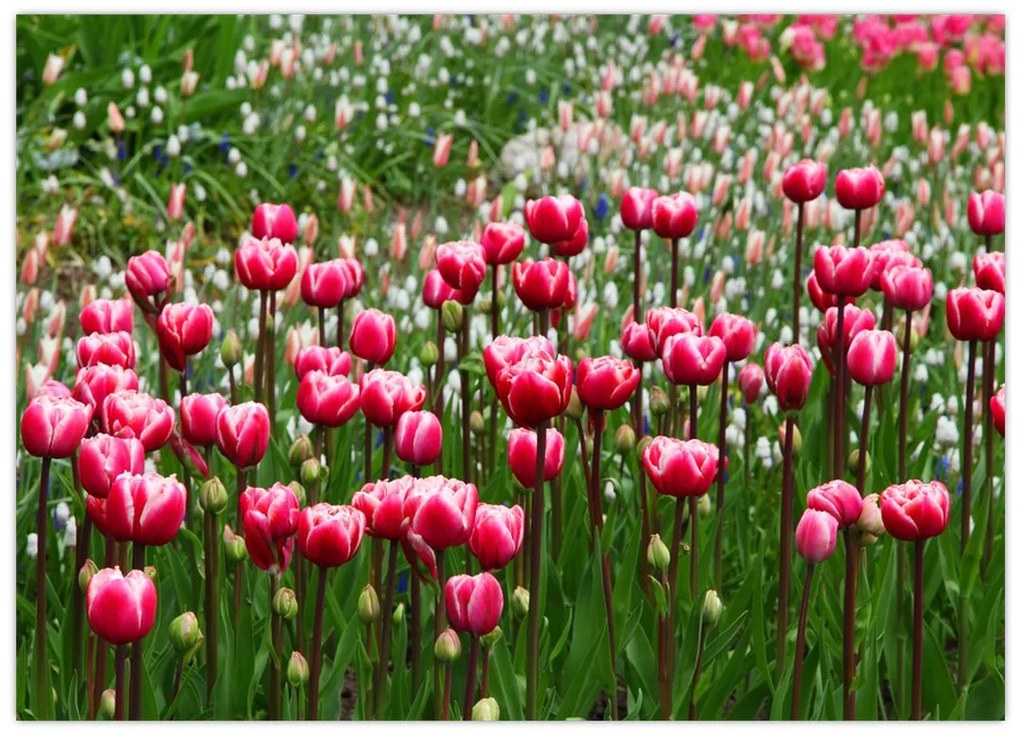 Obraz na szkle tulipanów (70x50 cm)